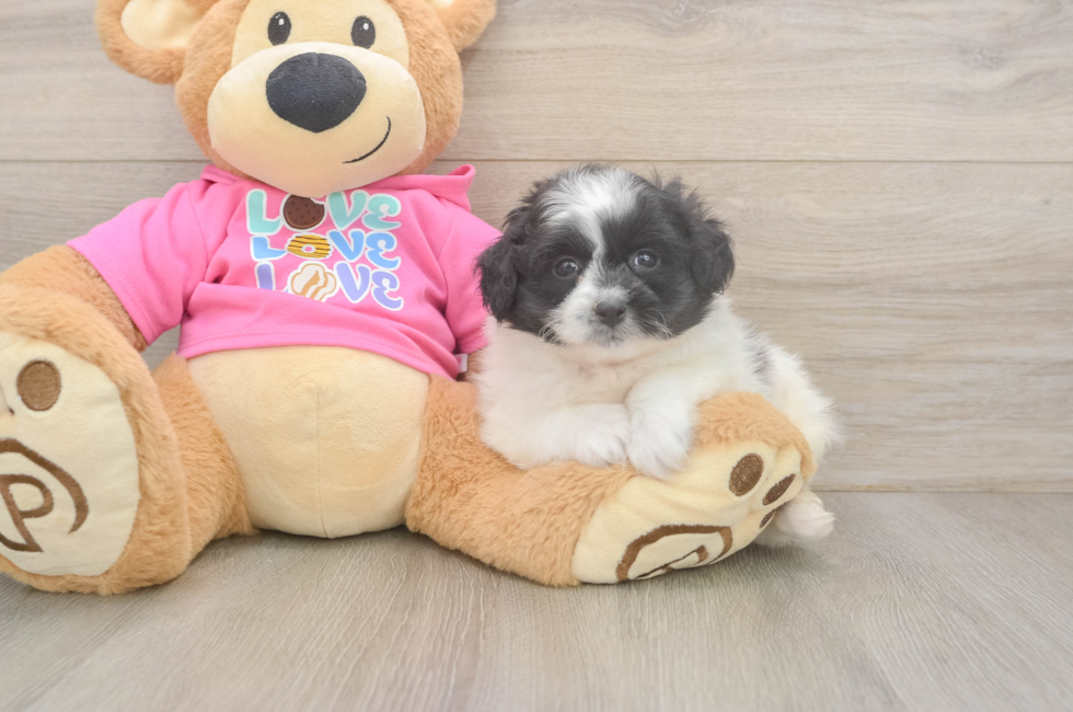7 week old Pomachon Puppy For Sale - Puppy Love PR