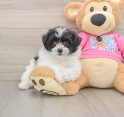 8 week old Pomachon Puppy For Sale - Puppy Love PR