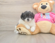 6 week old Pomachon Puppy For Sale - Puppy Love PR