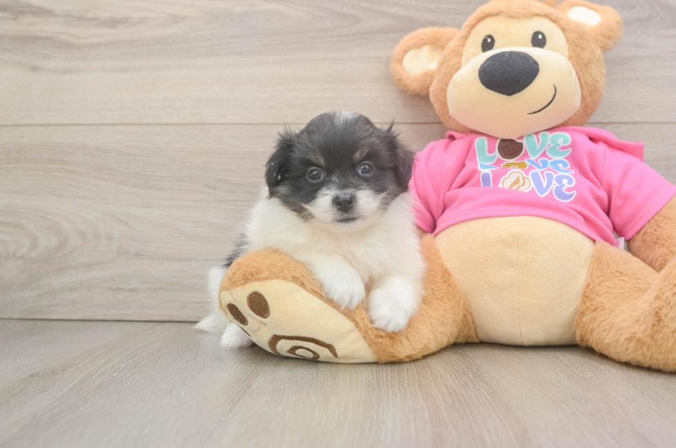 7 week old Pomachon Puppy For Sale - Puppy Love PR