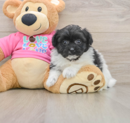 8 week old Pomachon Puppy For Sale - Puppy Love PR