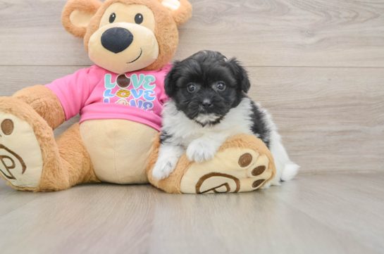 Funny Pomachon Designer Pup