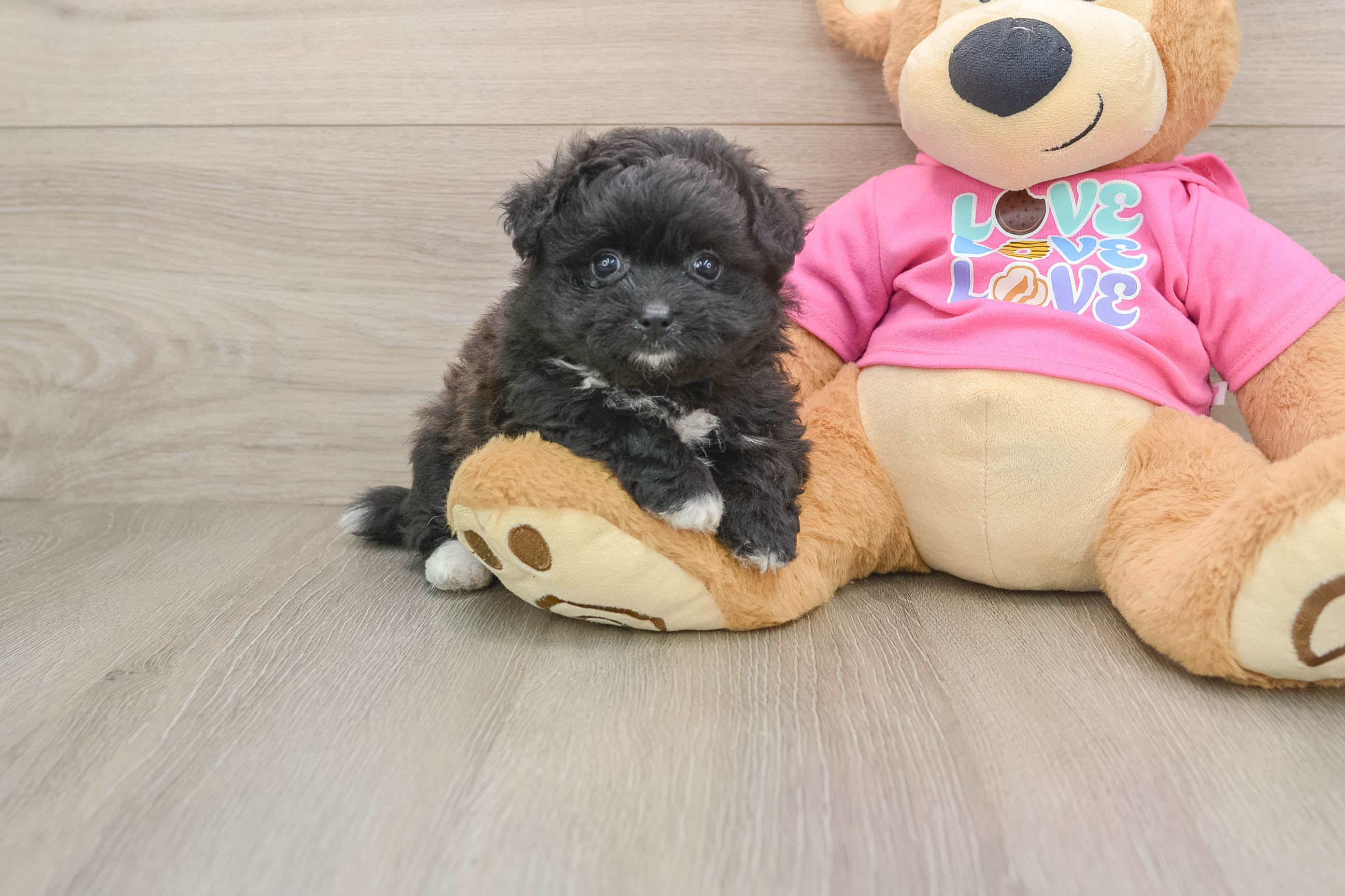 Best Pomachon Baby