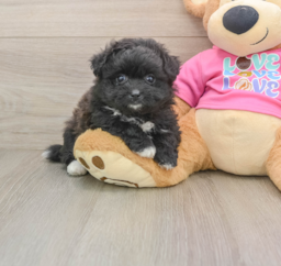 5 week old Pomachon Puppy For Sale - Puppy Love PR