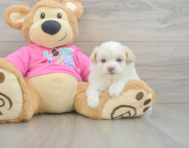 5 week old Pomachon Puppy For Sale - Puppy Love PR