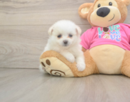 6 week old Pomachon Puppy For Sale - Puppy Love PR