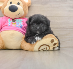 8 week old Pomachon Puppy For Sale - Puppy Love PR