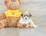 6 week old Pomachon Puppy For Sale - Puppy Love PR