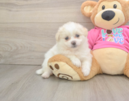 6 week old Pomachon Puppy For Sale - Puppy Love PR