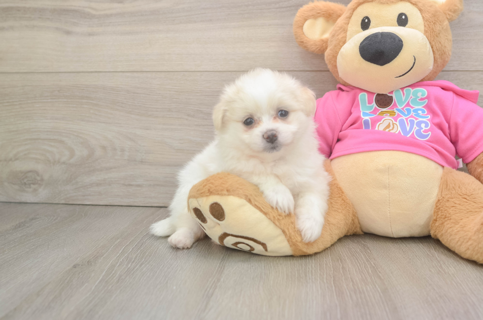 7 week old Pomachon Puppy For Sale - Puppy Love PR