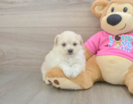 5 week old Pomachon Puppy For Sale - Puppy Love PR