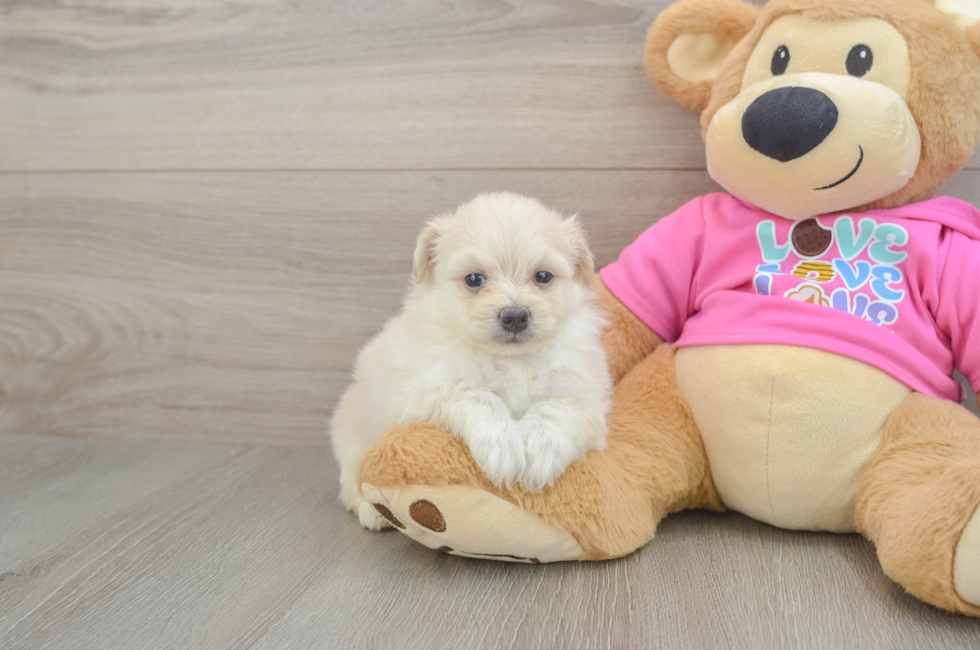 6 week old Pomachon Puppy For Sale - Puppy Love PR