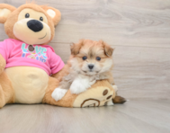 6 week old Pomachon Puppy For Sale - Puppy Love PR