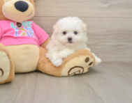 8 week old Pomachon Puppy For Sale - Puppy Love PR