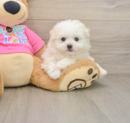 6 week old Pomachon Puppy For Sale - Puppy Love PR