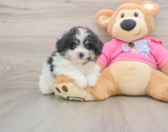 6 week old Pomachon Puppy For Sale - Puppy Love PR