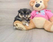 6 week old Pomachon Puppy For Sale - Puppy Love PR