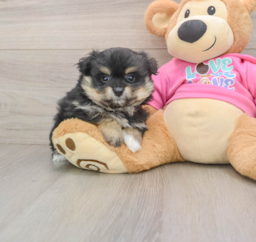 9 week old Pomachon Puppy For Sale - Puppy Love PR