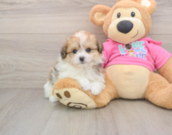 6 week old Pomachon Puppy For Sale - Puppy Love PR