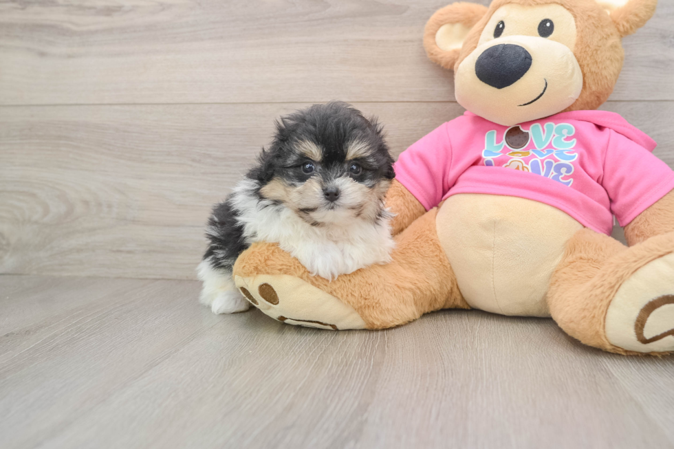 Energetic Pom Frise Designer Puppy