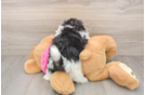 Pomachon Puppy for Adoption