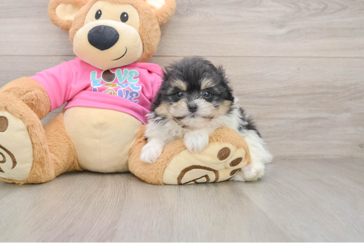 Pomachon Pup Being Cute