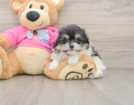 7 week old Pomachon Puppy For Sale - Puppy Love PR