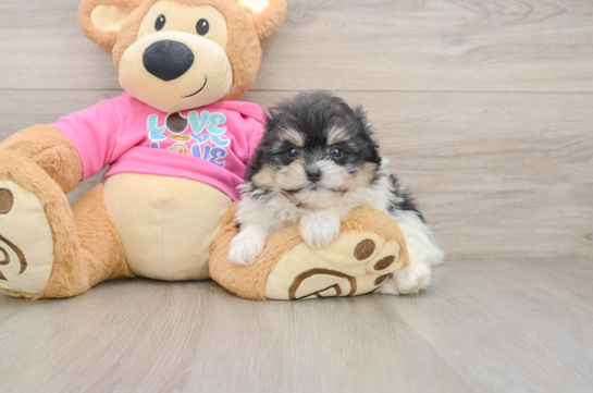 Pomachon Pup Being Cute