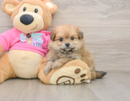 6 week old Pomachon Puppy For Sale - Puppy Love PR