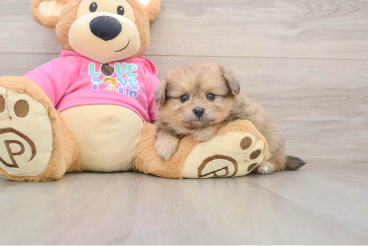 Cute Pomachon Baby
