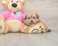 5 week old Pomachon Puppy For Sale - Puppy Love PR