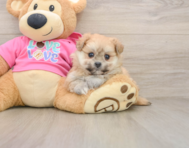 5 week old Pomachon Puppy For Sale - Puppy Love PR