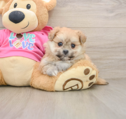 5 week old Pomachon Puppy For Sale - Puppy Love PR
