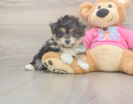 6 week old Pomachon Puppy For Sale - Puppy Love PR