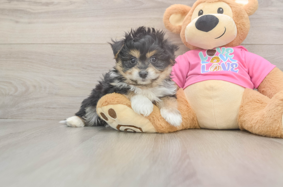 6 week old Pomachon Puppy For Sale - Puppy Love PR