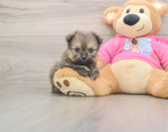 5 week old Pomachon Puppy For Sale - Puppy Love PR