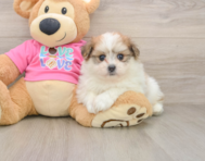 5 week old Pomachon Puppy For Sale - Puppy Love PR