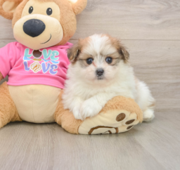 5 week old Pomachon Puppy For Sale - Puppy Love PR