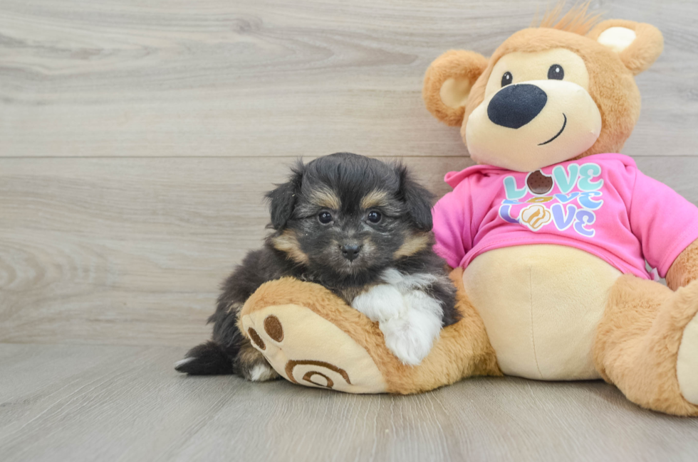 6 week old Pomachon Puppy For Sale - Puppy Love PR