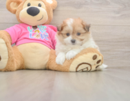 6 week old Pomachon Puppy For Sale - Puppy Love PR