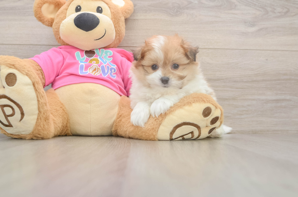 6 week old Pomachon Puppy For Sale - Puppy Love PR