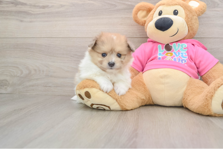 Pomachon Puppy for Adoption