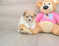 7 week old Pomachon Puppy For Sale - Puppy Love PR