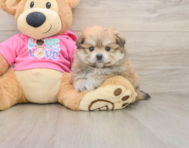 5 week old Pomachon Puppy For Sale - Puppy Love PR