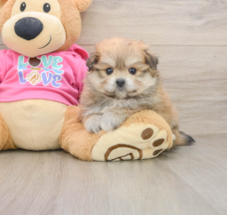 5 week old Pomachon Puppy For Sale - Puppy Love PR