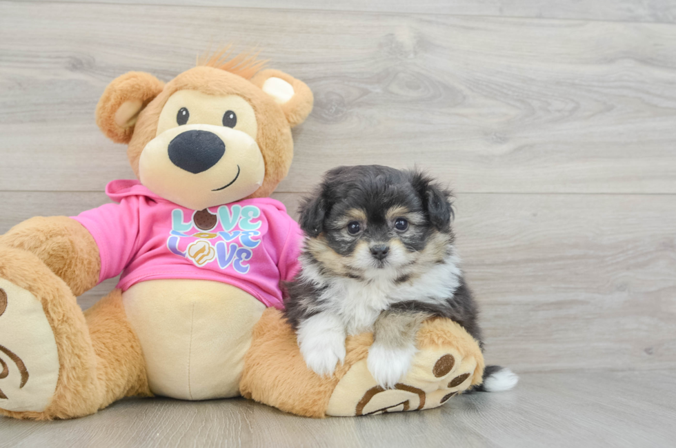 6 week old Pomachon Puppy For Sale - Puppy Love PR