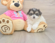 6 week old Pomachon Puppy For Sale - Puppy Love PR