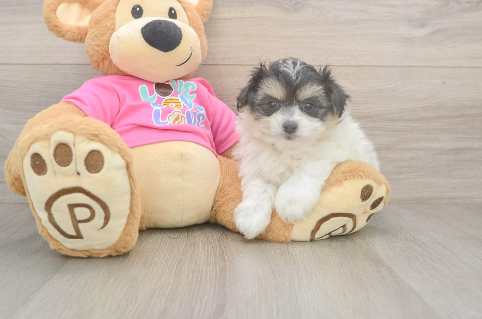 6 week old Pomachon Puppy For Sale - Puppy Love PR