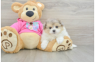 Little Pom Frise Designer Puppy