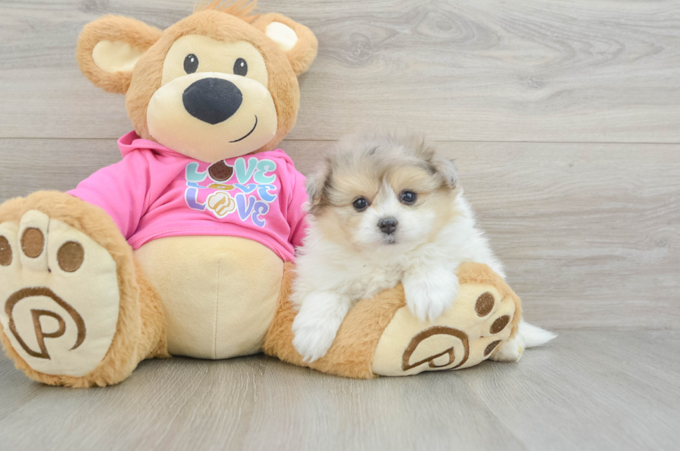 6 week old Pomachon Puppy For Sale - Puppy Love PR